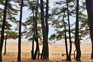 꾸지나무골 해수욕장 캠핑장 전경