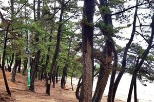 캠핑장 소나무숲
