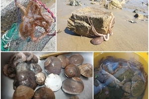 갯벌 및 갯바위낚시 체험